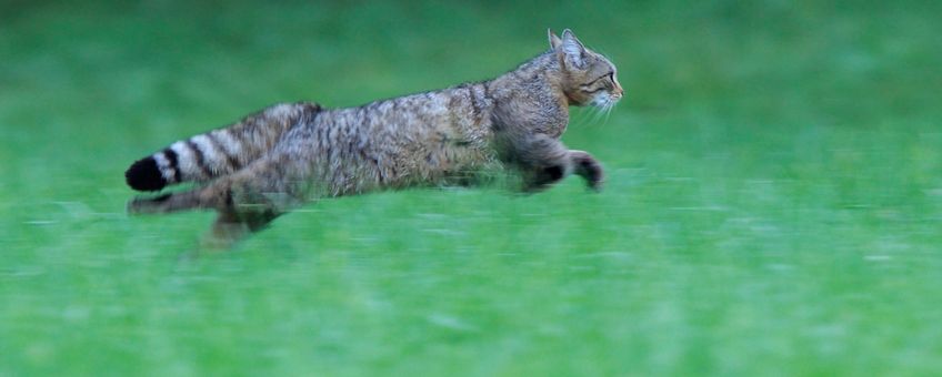 Wilde kat EENMALIG GEBRUIK (VIA ARK NATUURONTWIKKELING)