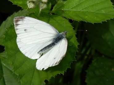 Het klein geaderd witje is te herkennen aan het 'nadruppelen' van de zwarte vleugelpunt