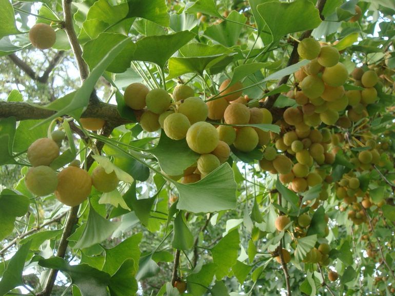 'Vruchten' aan de vrouwelijke tak van de Leidse Ginkgo