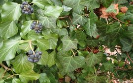 Klimop, verschillende bladeren