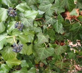 Klimop, verschillende bladeren