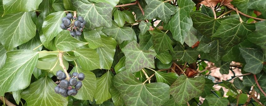 Klimop, verschillende bladeren