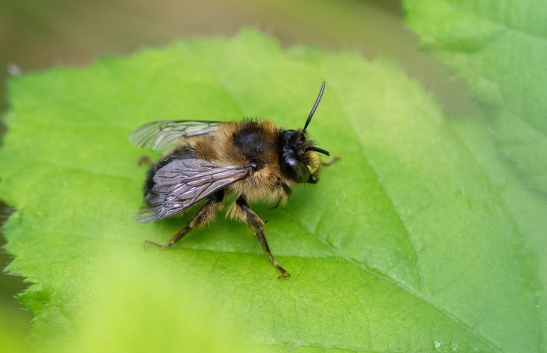 De andoornbij is vrij zeldzaam in Nederland, maar werd tijdens het stadsnatuurkamp in Rotterdam opvallend vaak gevonden