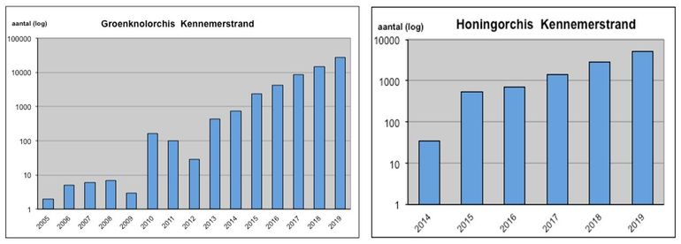 Aantal getelde Groenknolorchissen en Honingorchissen sinds het jaar van eerste waarneming