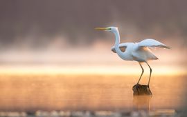 Shutterstock Grote zilverreiger