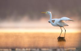 Grote zilverreiger