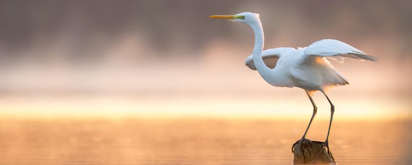 Grote zilverreiger