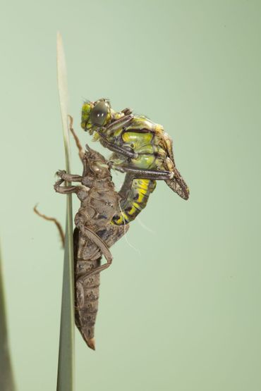 Een beekrombout die uitsluipt uit zijn huidje.
