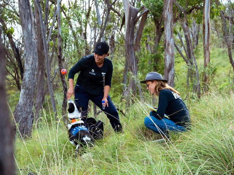 Speurhond Billie-Jean krijgt haar beloning na het vinden van enkele koala-uitwerpselen met USC DDC-onderzoeker Riana Gardiner en IFAW-programmamedewerker Landschapsbehoud Wendy Simpson