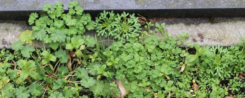 Planten bij grafsteen