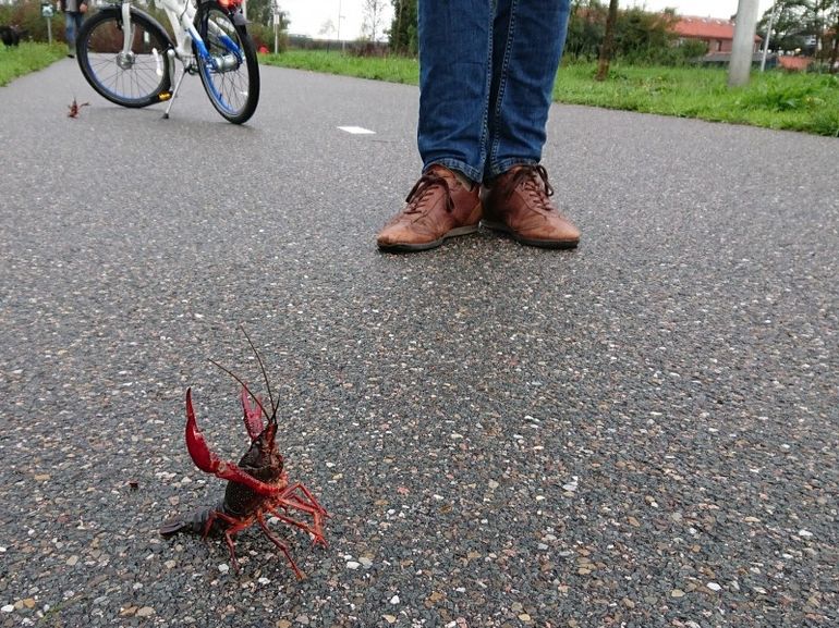 Rode Amerikaanse rivierkreeften op straat