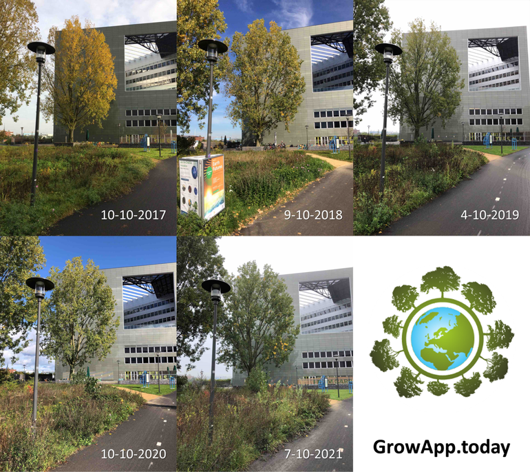 Difference in the degree of leaf colouring of the twittering Poplar on the Wageningen University campus in front of the Orion building around the beginning of October