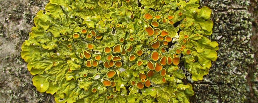 Groot dooiermos / Xanthoria parietina