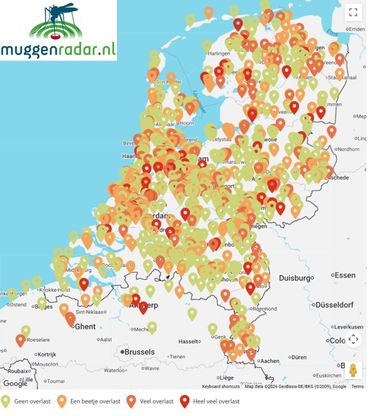 Kaart met alle meldingen van de mate van muggenoverlast die in 2026 via Muggenradar.nl tot 12 september zijn doorgegeven