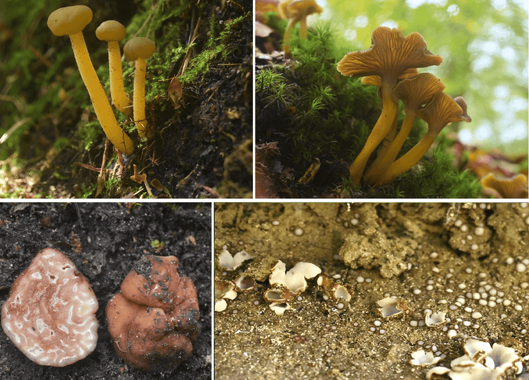 Boven, van links naar rechts: Groene glibberzwam, Trechtercantharel. Onder: Rosse doolhoftruffel, verschillende soorten bekerzwammen