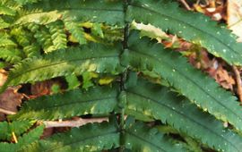 Dryopteris cycadina