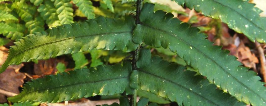 Dryopteris cycadina