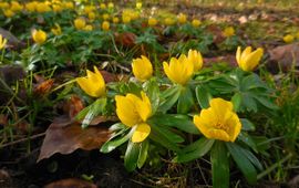 Eranthis hyemalis. Winterakoniet