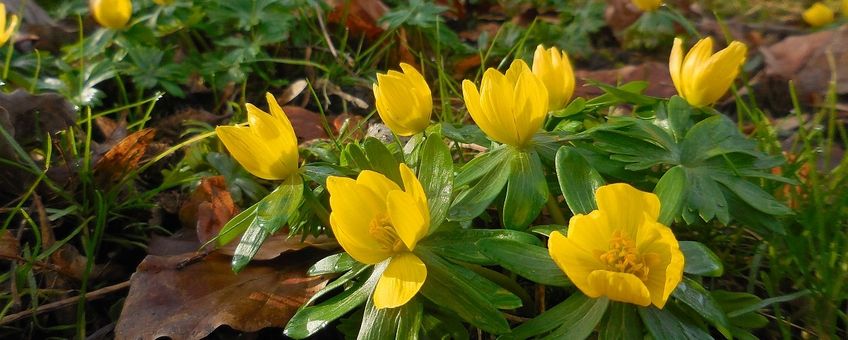 Eranthis hyemalis. Winterakoniet