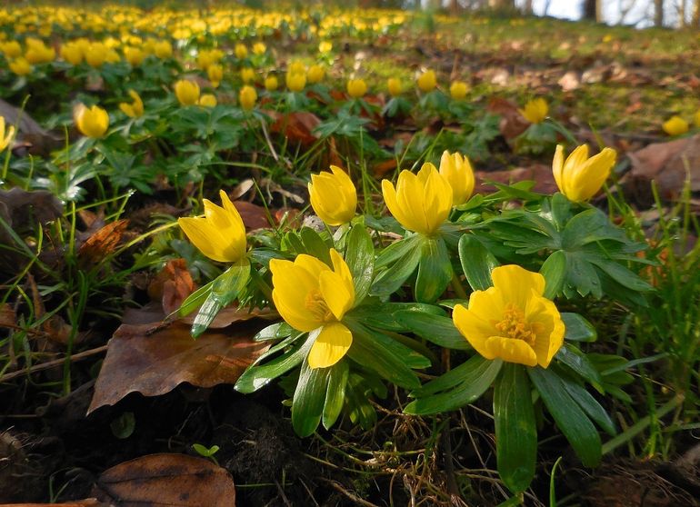 Winterakonieten bloeien heldergeel