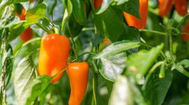 Paprika's in kas bij een teler