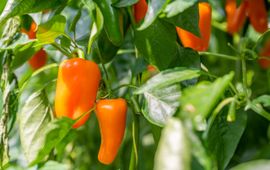 Paprika's in kas bij een teler