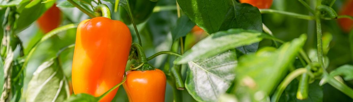 Paprika's in kas bij een teler