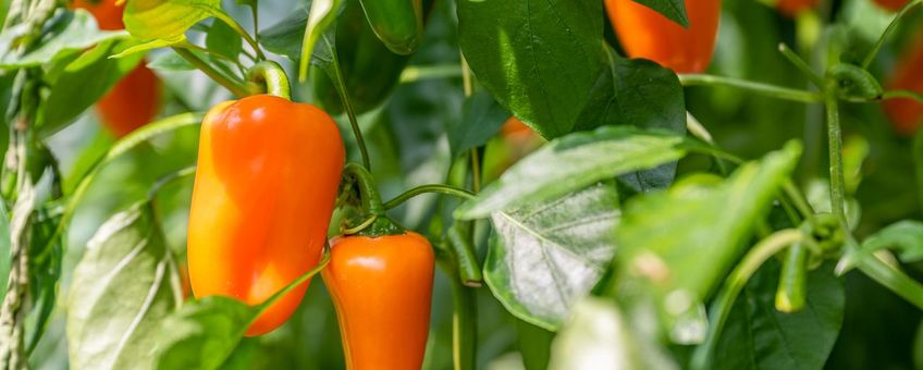 Paprika's in kas bij een teler