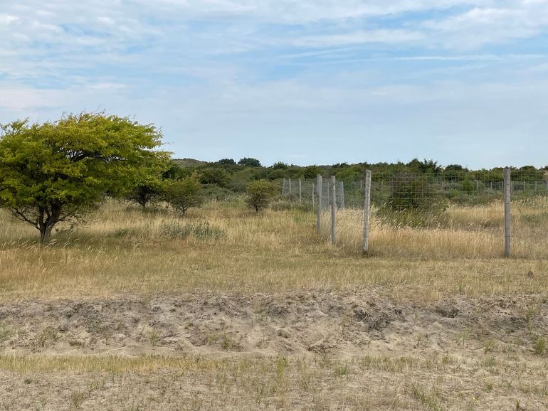 In de Amsterdamse Waterleidingduinen en Nationaal Park Zuid-Kennemerland zijn verschillende gebieden afgesloten met hekken. Ideaal om te kunnen onderzoeken wat er met het duinecosysteem gebeurt als damherten, runderen of paarden hier niet kunnen grazen