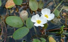 Adrie van Heerden Drijvende waterweegbree