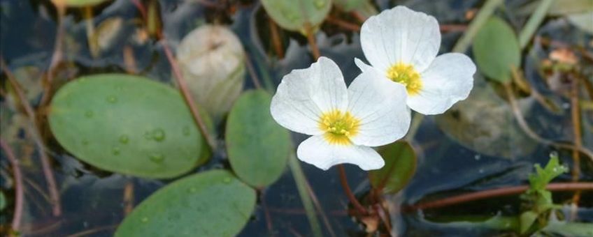 Drijvende waterweegbree