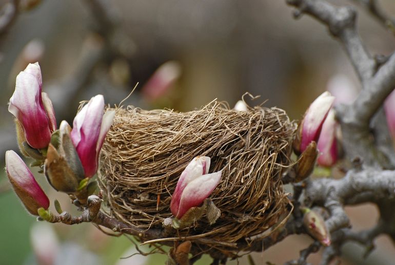 Nestje in een magnolia