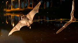 Meervleermuizen in vlucht boven water-Header