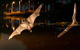 Meervleermuizen in vlucht boven water-Header