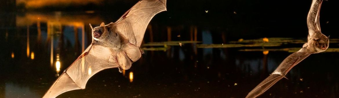 Meervleermuizen in vlucht boven water-Header