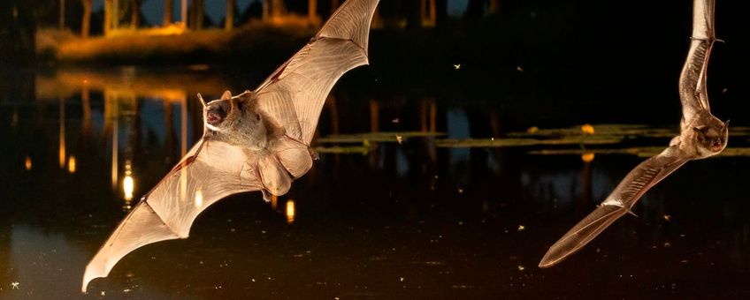 Meervleermuizen in vlucht boven water-Header