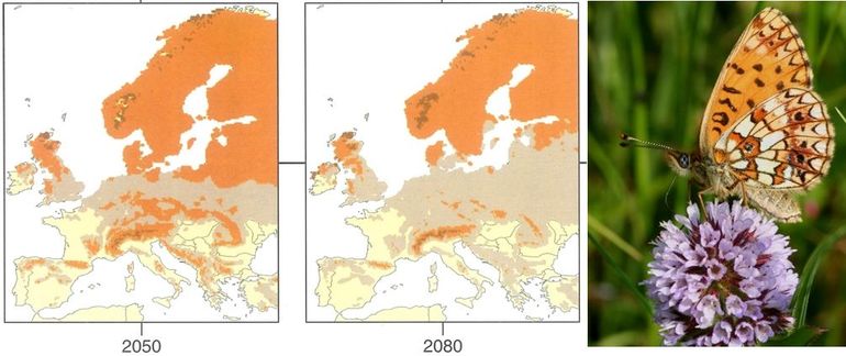 Het klimaat in Nederland en de omringende landen wordt minder geschikt voor de zilveren maan (lichte kleur)