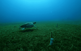 Turtle passing by the research set-up at Double Wreck.