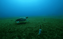 Francine M. van Hee Turtle passing by the research set-up at Double Wreck.