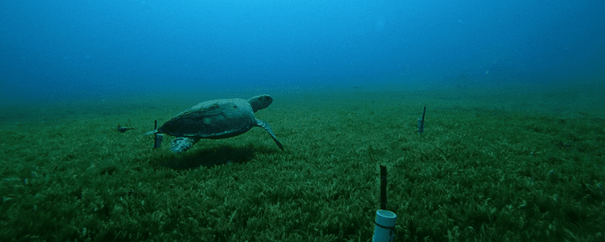 Turtle passing by the research set-up at Double Wreck.