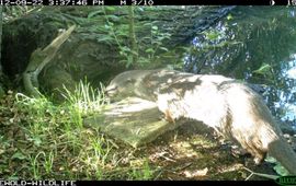 Otter bij Doesburg bij spraintplaats.