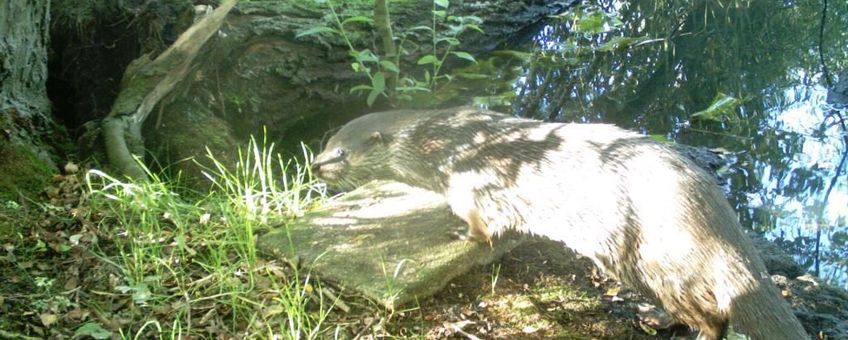 Otter bij Doesburg bij spraintplaats.