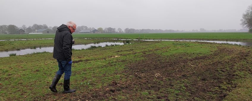 Kievitseieren tellen in het weiland.