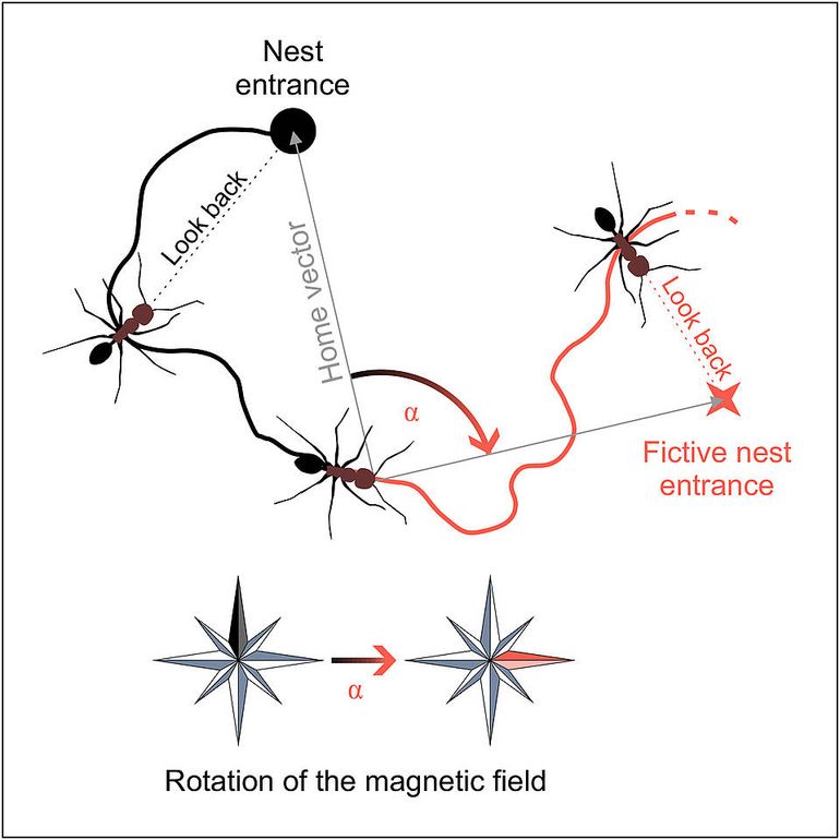 Looking for the nest entrance, Desert ants use the geomagnetic field for orientation (black). This can be concluded from experiments, in which the geomagnetic field was artificially rotated (red). 
