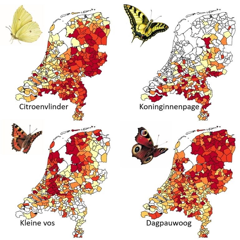 Grote lokale verschillen tijdens de tuinvlindertelling in 2020. Kleine vossen vooral in het noorden, de koninginnenpage vooral in het zuiden van het land