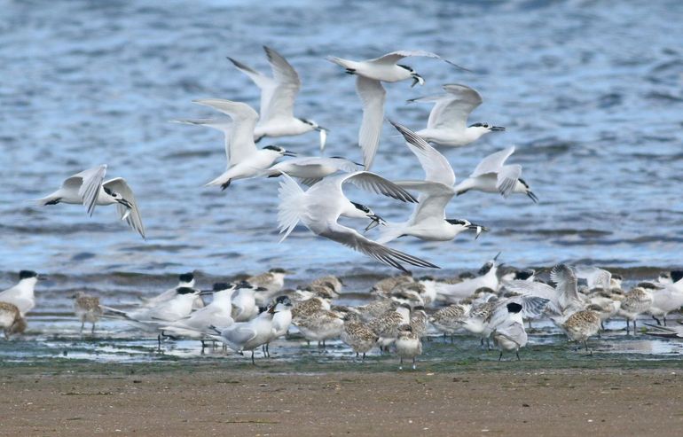 Foeragerende grote sterns met op de voorgrond een net gekleurringde jonge vogel