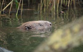 Zwemmende bever in de Biesbosch