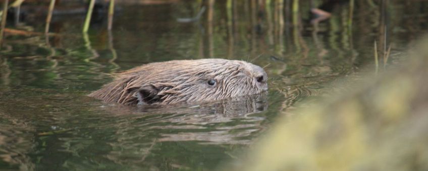 Zwemmende bever in de Biesbosch