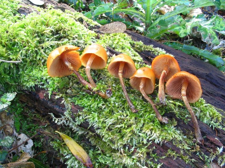 Kraagmosklokje op rottend loofhout en mos