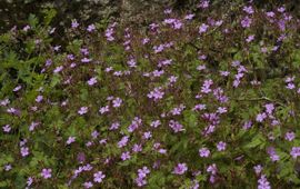 Geranium robertianum. Robertskruid